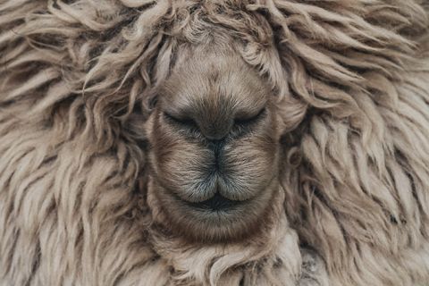 Nahaufnahme eines flauschigen Tieres, wahrscheinlich eines Hundes oder Schafs, dessen Gesicht von dickem, lockigem Fell bedeckt ist. Das Fell ist beige und die geschlossenen Augen, die Nase und der Mund des Tieres sind sichtbar, was ihm einen heiteren Ausdruck verleiht.