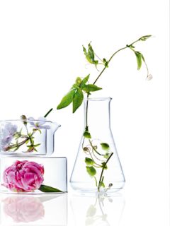 Eine rosafarbene Blume und Eiswürfel in einer Glasschale neben einer klaren Flasche mit Wasser und einer grünen Ranke, alles vor einem weißen Hintergrund.