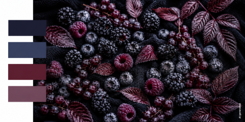 Eine Mischung aus Brombeeren, Himbeeren und Johannisbeeren auf dunklem Stoff mit dazu passenden blutroten und marineblauen Blättern, flankiert von einer vierfarbigen Palette aus satten Farbtönen.