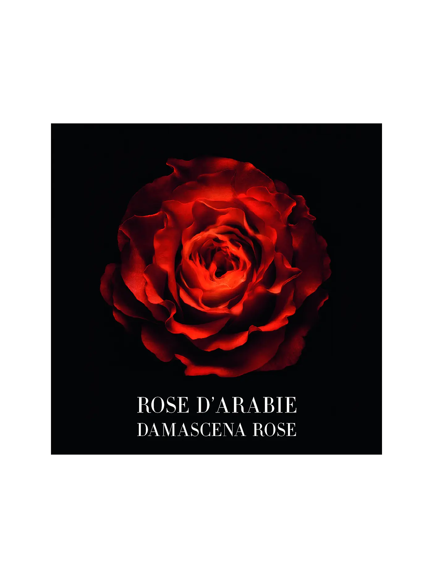 ARMANI/PRIVÉ |  Rose D'Arabie Eau de Parfum 100ml | keine Farbe