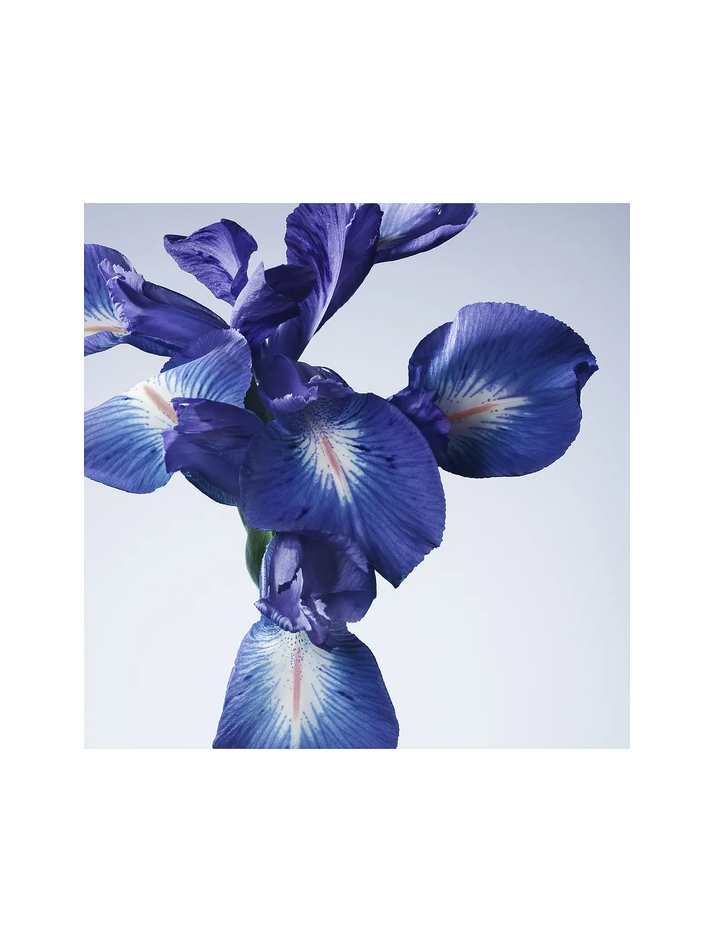 ARMANI/PRIVÉ | Iris Bleu Eau de Toilette 50ml | keine Farbe