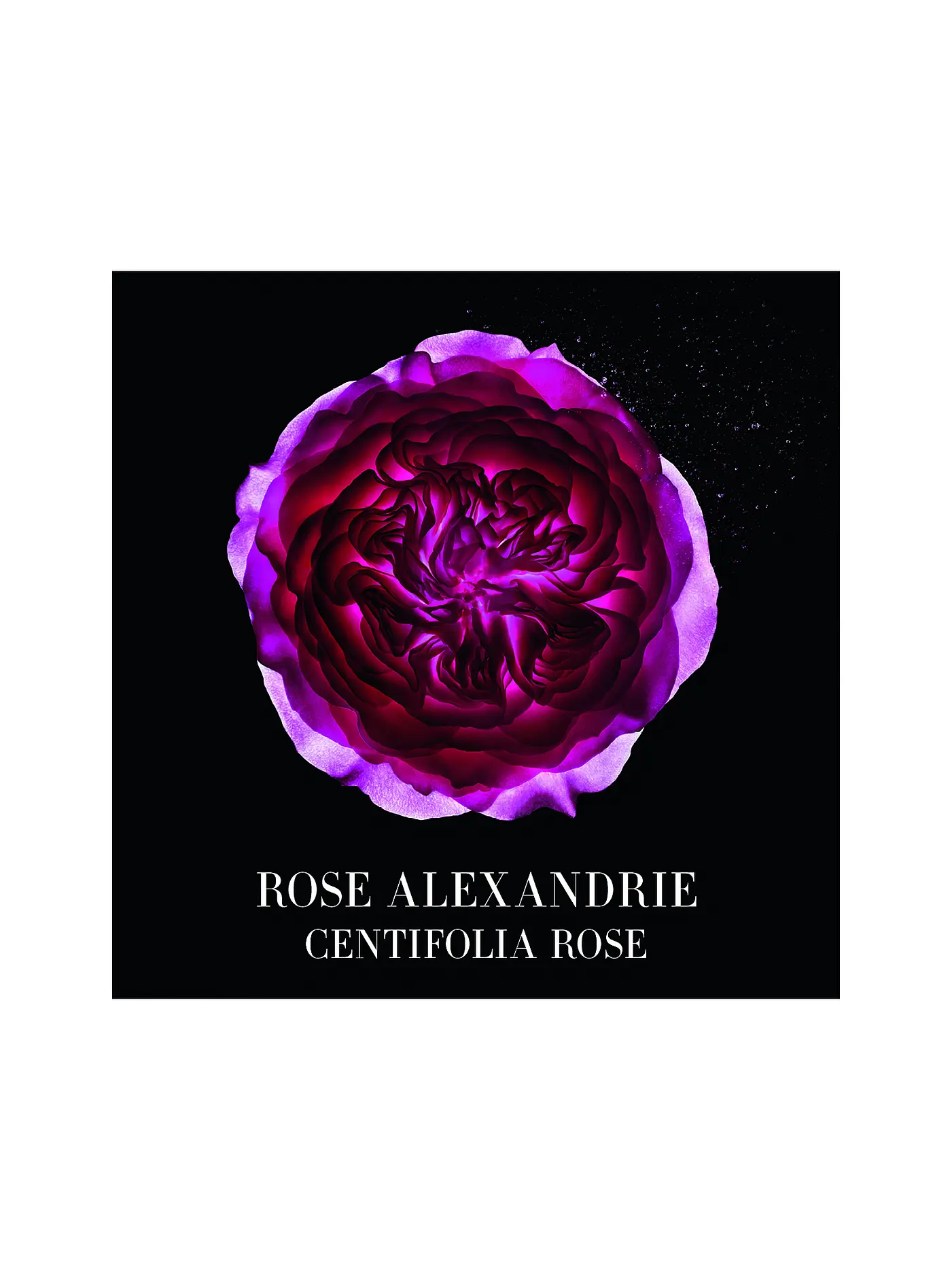 ARMANI/PRIVÉ | Rose Alexandrie Eau de Toilette 100ml | keine Farbe
