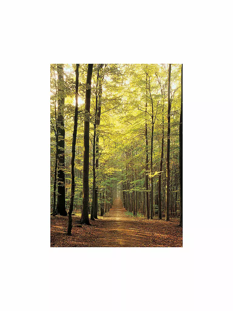 EUROGRAPHICS | Puzzle - Forest Path (1000 Teile) | bunt