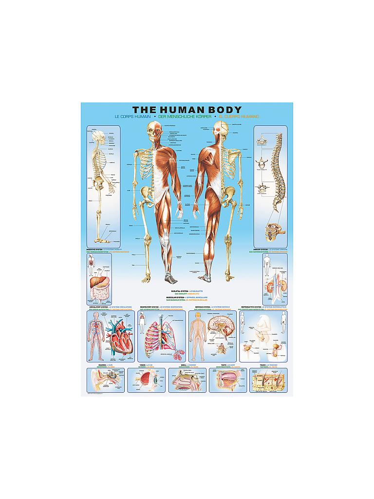 EUROGRAPHICS | Puzzle - The Human Body (1000 Teile) | bunt