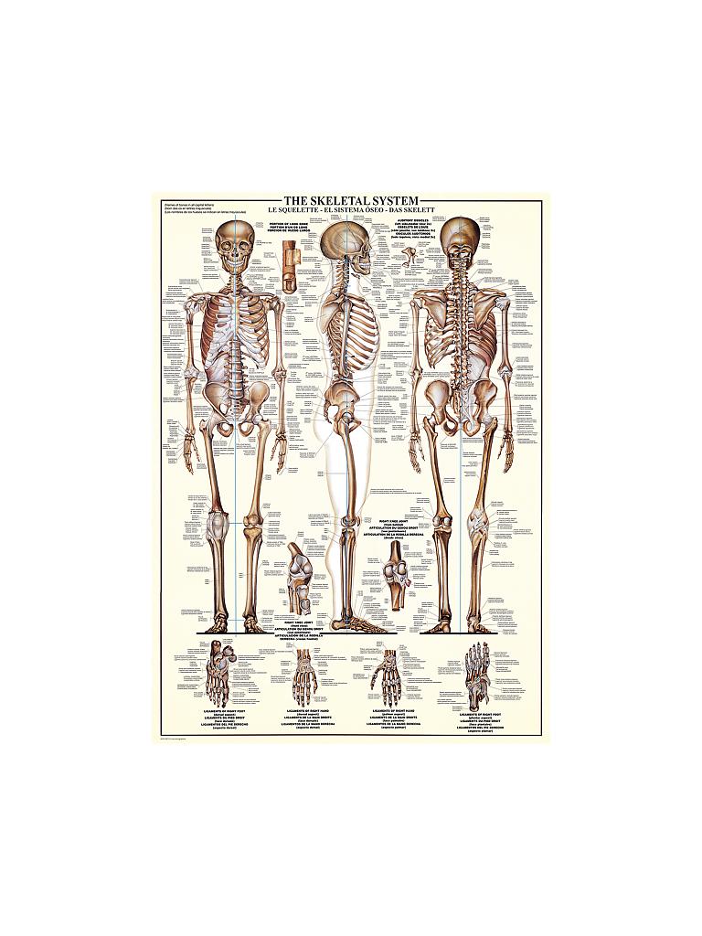 EUROGRAPHICS | Puzzle - The Skeletal System (1000 Teile) | bunt