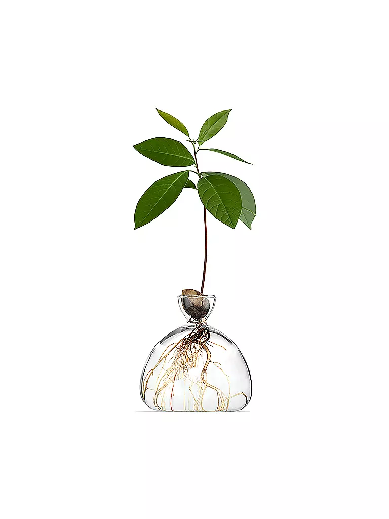 ILEX STUDIOS | Avocado Vase | transparent