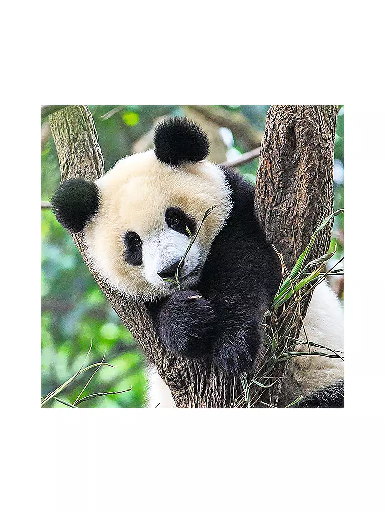 RAVENSBURGER | Kinderpuzzle - Panda, Tiger und Löwe - 3x49 Teile | keine Farbe