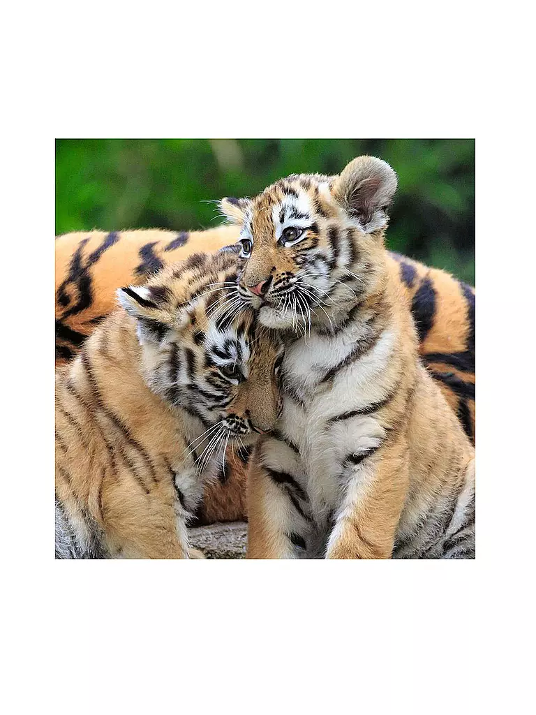 RAVENSBURGER | Kinderpuzzle - Panda, Tiger und Löwe - 3x49 Teile | keine Farbe