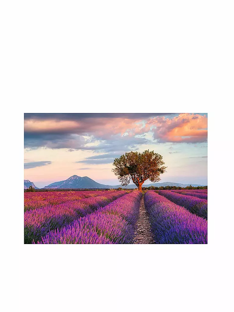RAVENSBURGER | Puzzle - Lavendelfeld in der goldenen Stunde - 1000 Teile | keine Farbe