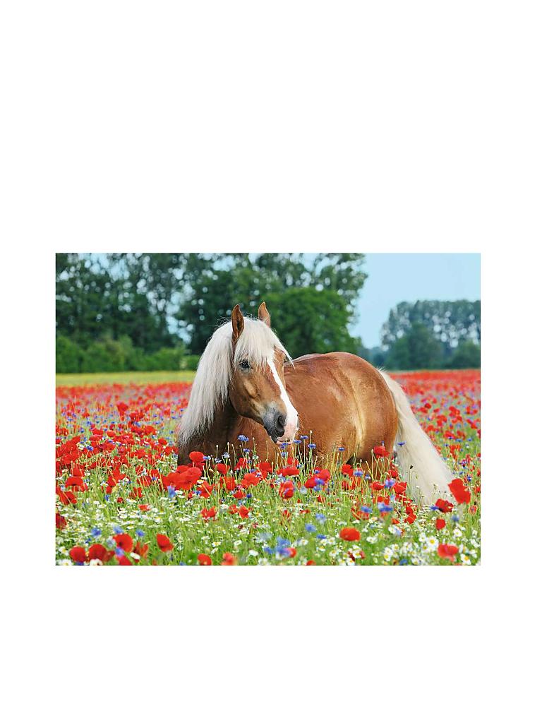 RAVENSBURGER | Puzzle - Pferd im Mohnfeld - 500 Teile | keine Farbe