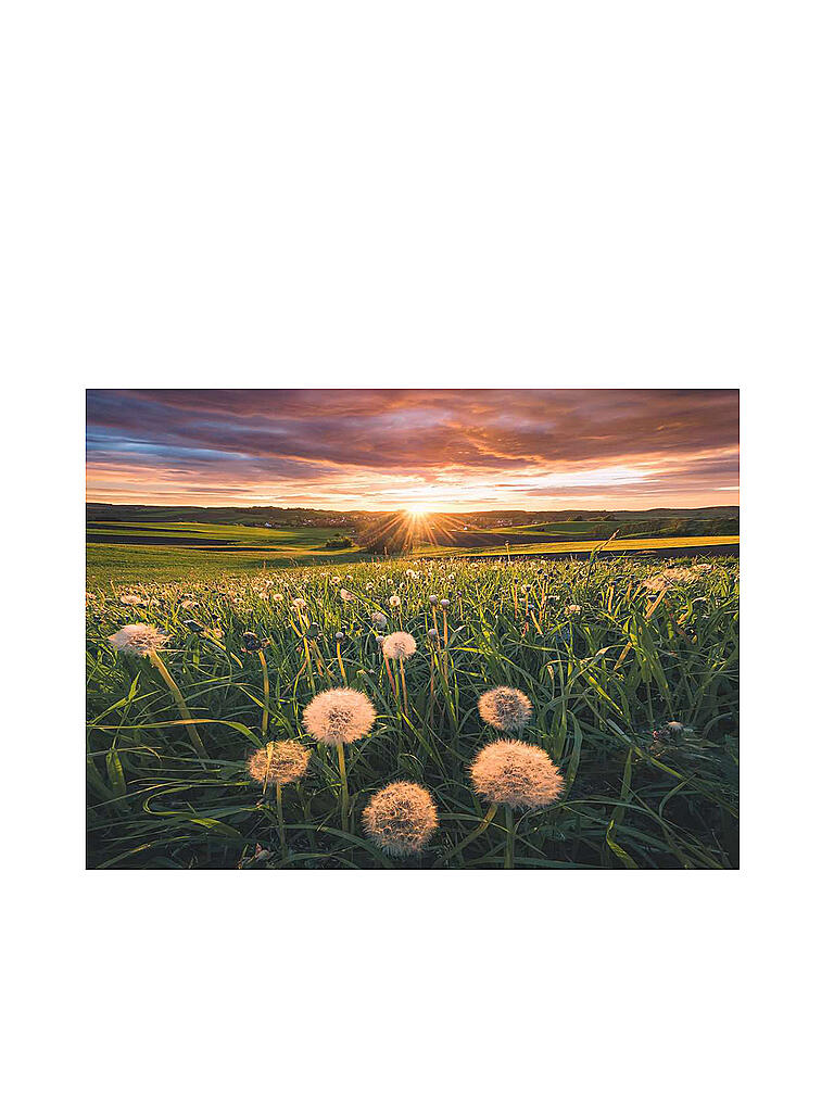RAVENSBURGER | Puzzle - Pusteblumen im Sonnenuntergang - Nature Edition 500 Teile | keine Farbe
