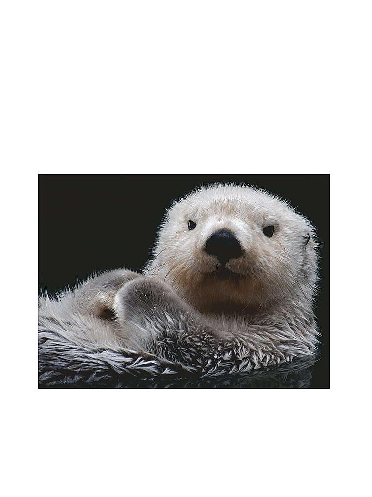 RAVENSBURGER | Puzzle - Süßer kleiner Otter - 500 Teile | keine Farbe
