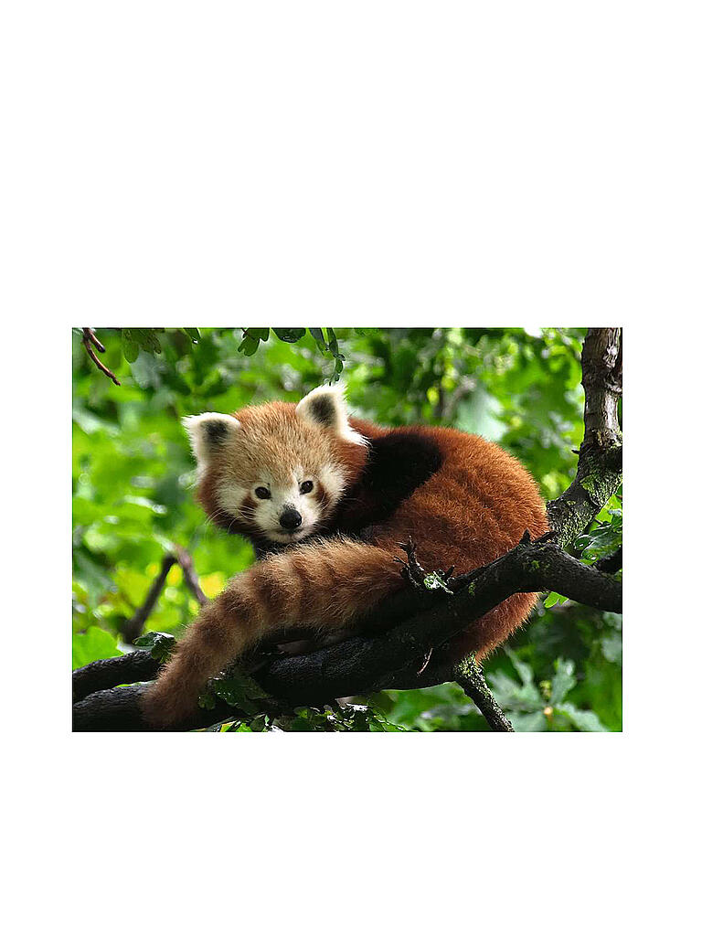 Lais Puzzle Roter Panda – 1000 Teile, Farbenfrohes Motiv, Hochwertig Gestanzt